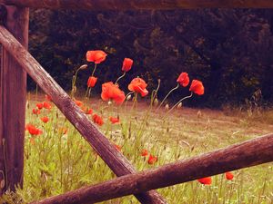 Preview wallpaper poppies, flowers, red, wild, bloom