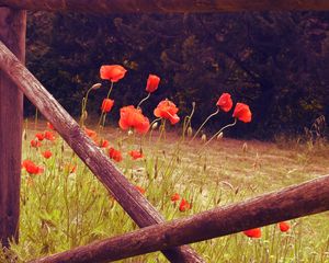 Preview wallpaper poppies, flowers, red, wild, bloom