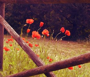 Preview wallpaper poppies, flowers, red, wild, bloom