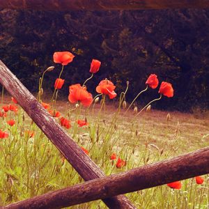 Preview wallpaper poppies, flowers, red, wild, bloom