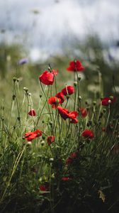 Preview wallpaper poppies, flowers, red, bloom, summer