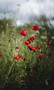 Preview wallpaper poppies, flowers, red, bloom, summer