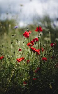 Preview wallpaper poppies, flowers, red, bloom, summer