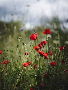 Preview wallpaper poppies, flowers, red, bloom, summer