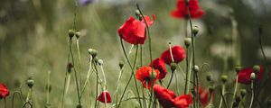 Preview wallpaper poppies, flowers, red, bloom, summer