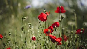 Preview wallpaper poppies, flowers, red, bloom, summer