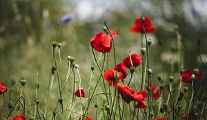 Preview wallpaper poppies, flowers, red, bloom, summer