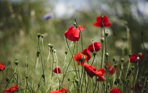 Preview wallpaper poppies, flowers, red, bloom, summer