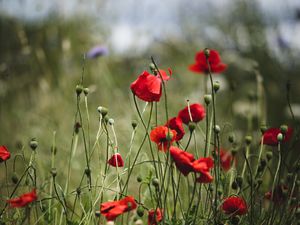 Preview wallpaper poppies, flowers, red, bloom, summer