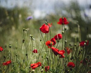 Preview wallpaper poppies, flowers, red, bloom, summer