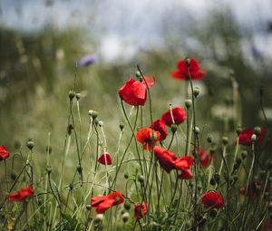 Preview wallpaper poppies, flowers, red, bloom, summer