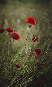 Preview wallpaper poppies, flowers, red, wild, plant