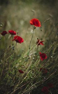 Preview wallpaper poppies, flowers, red, wild, plant
