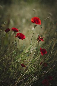 Preview wallpaper poppies, flowers, red, wild, plant