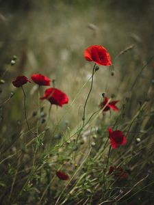 Preview wallpaper poppies, flowers, red, wild, plant