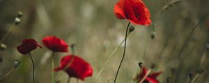 Preview wallpaper poppies, flowers, red, wild, plant