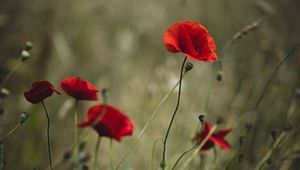 Preview wallpaper poppies, flowers, red, wild, plant