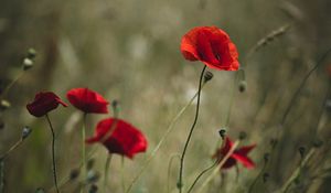 Preview wallpaper poppies, flowers, red, wild, plant