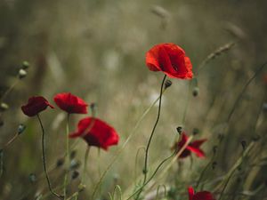 Preview wallpaper poppies, flowers, red, wild, plant