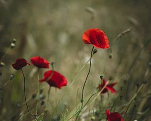 Preview wallpaper poppies, flowers, red, wild, plant