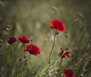 Preview wallpaper poppies, flowers, red, wild, plant