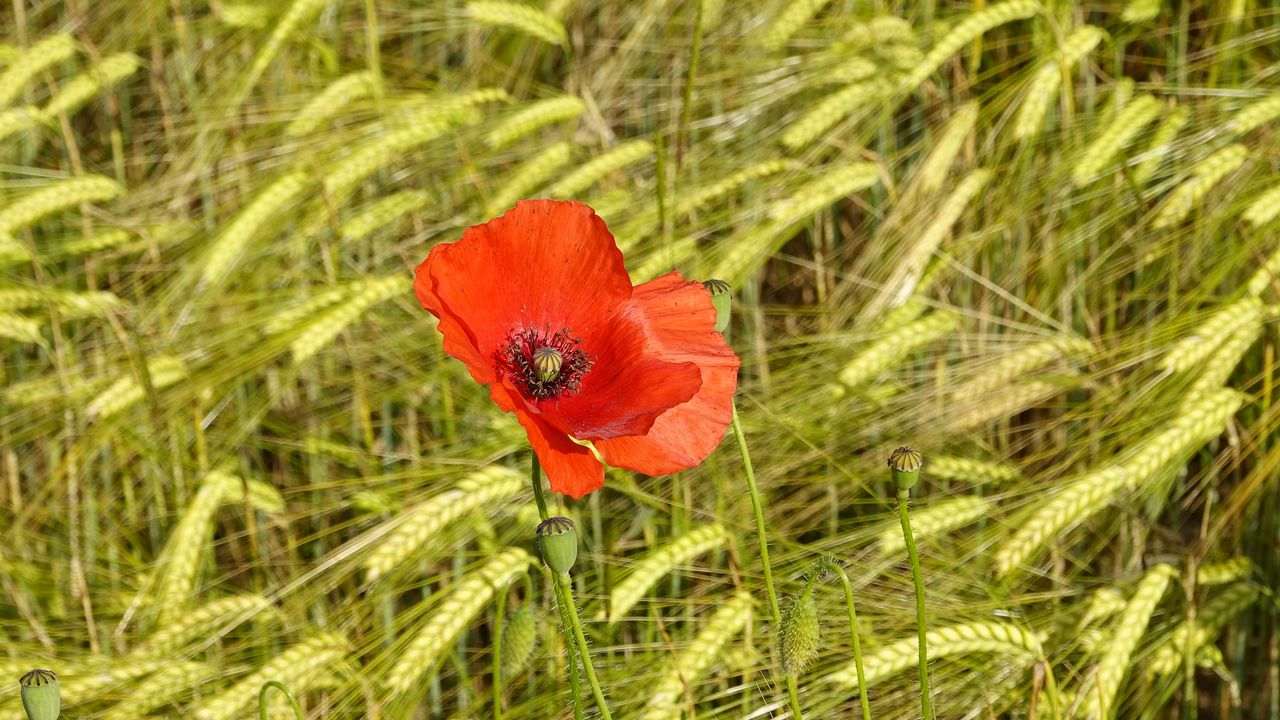 Wallpaper poppies, flowers, red, spikelets, plants