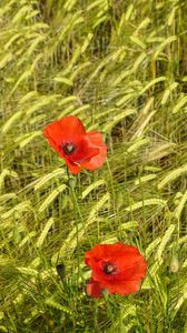 Preview wallpaper poppies, flowers, red, spikelets, plants