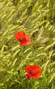 Preview wallpaper poppies, flowers, red, spikelets, plants