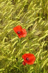 Preview wallpaper poppies, flowers, red, spikelets, plants