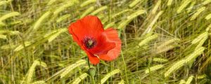 Preview wallpaper poppies, flowers, red, spikelets, plants