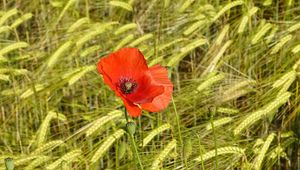 Preview wallpaper poppies, flowers, red, spikelets, plants