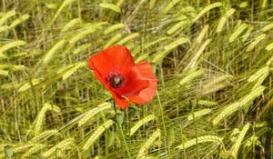 Preview wallpaper poppies, flowers, red, spikelets, plants