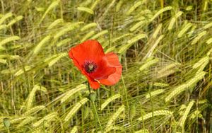 Preview wallpaper poppies, flowers, red, spikelets, plants