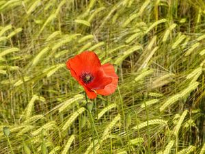 Preview wallpaper poppies, flowers, red, spikelets, plants