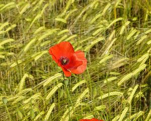 Preview wallpaper poppies, flowers, red, spikelets, plants