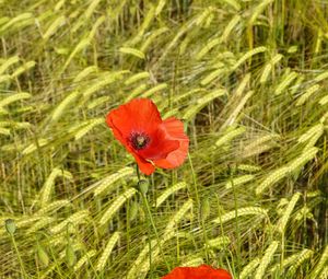 Preview wallpaper poppies, flowers, red, spikelets, plants