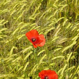 Preview wallpaper poppies, flowers, red, spikelets, plants