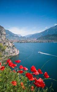 Preview wallpaper poppies, flowers, sea, boat, buildings, nature