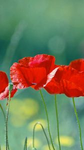 Preview wallpaper poppies, flowers, stem, red