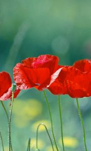 Preview wallpaper poppies, flowers, stem, red