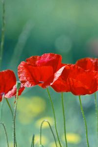 Preview wallpaper poppies, flowers, stem, red