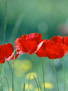 Preview wallpaper poppies, flowers, stem, red