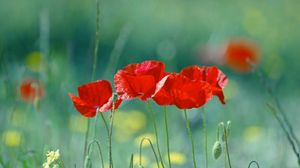 Preview wallpaper poppies, flowers, stem, red