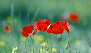 Preview wallpaper poppies, flowers, stem, red