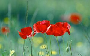 Preview wallpaper poppies, flowers, stem, red