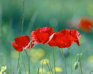 Preview wallpaper poppies, flowers, stem, red