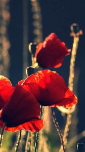 Preview wallpaper poppies, flowers, stems