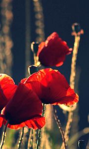 Preview wallpaper poppies, flowers, stems