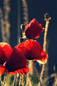 Preview wallpaper poppies, flowers, stems