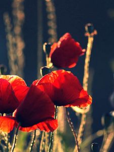 Preview wallpaper poppies, flowers, stems